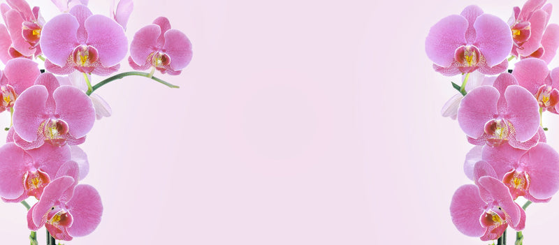 Orchids