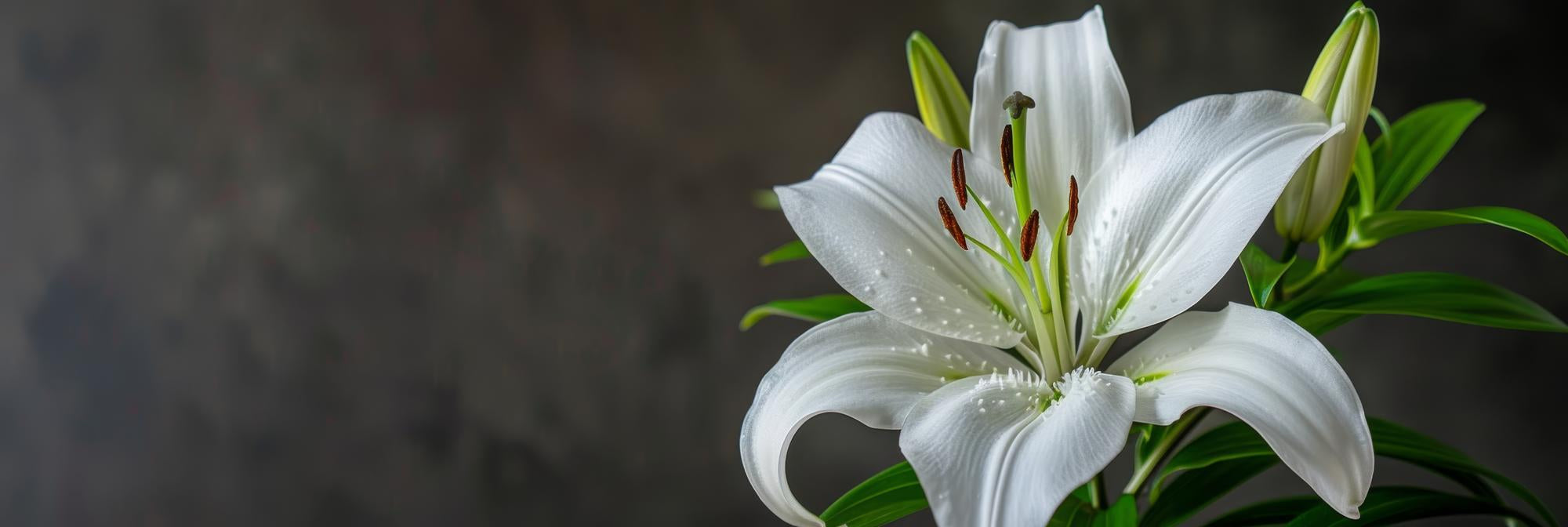 Lillies
