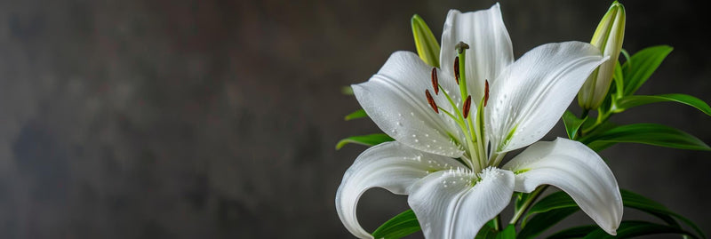 Lillies